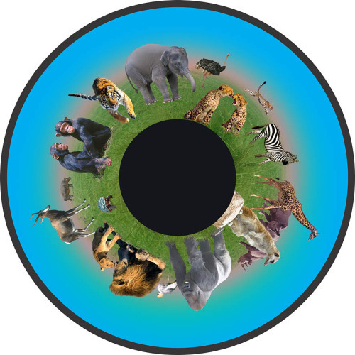 Animals - 6" Picture Wheel