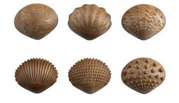 Eco Friendly Tactile Shells